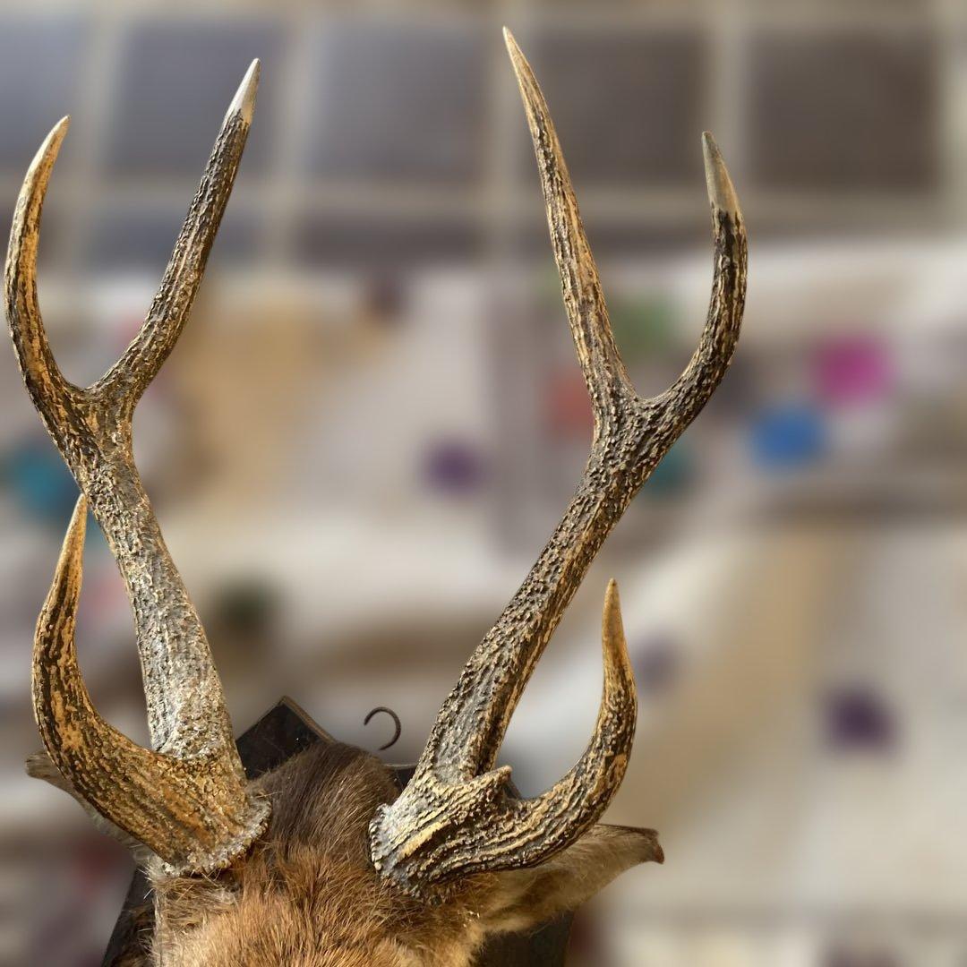 S 鹿　剥製　ハンティングトロフィー　ニホンジカ　壁掛け