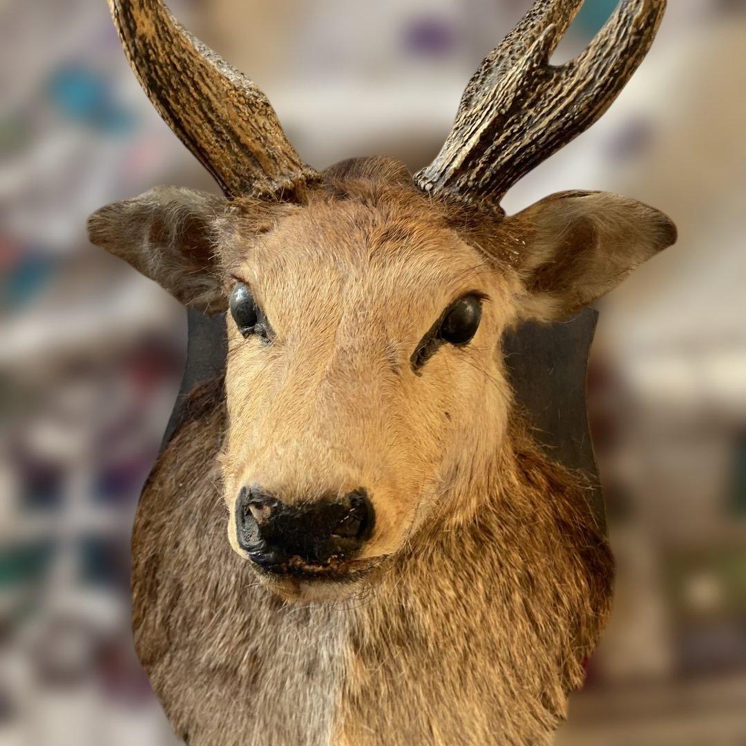 S 鹿　剥製　ハンティングトロフィー　ニホンジカ　壁掛け