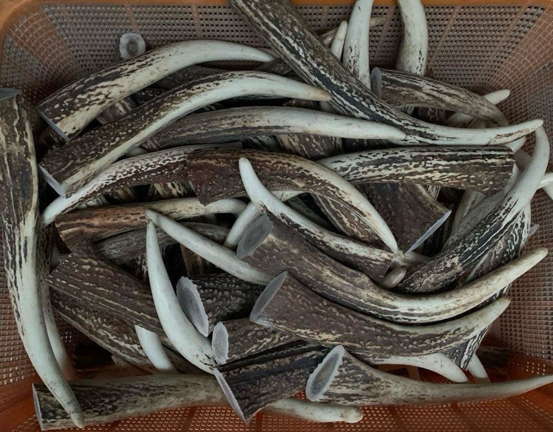 No.2173『鹿角加工材22.5kgセット』鹿の角　エゾ鹿　鹿角　蝦夷鹿