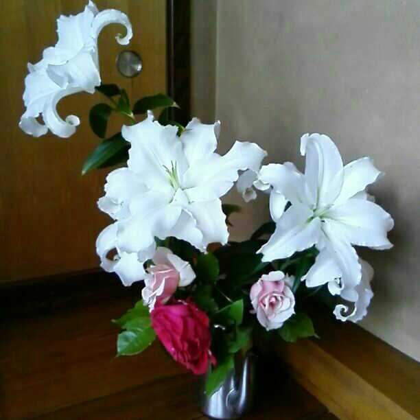 参考品　　自宅庭に咲いた花達！