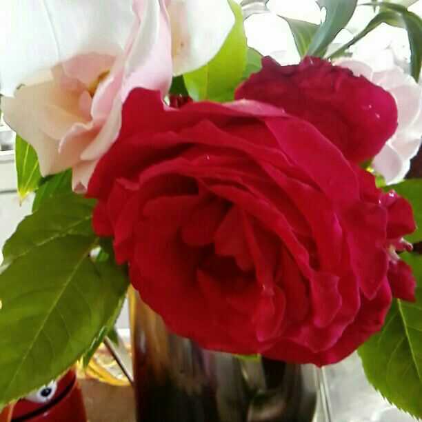 参考品　　自宅庭に咲いた花達！