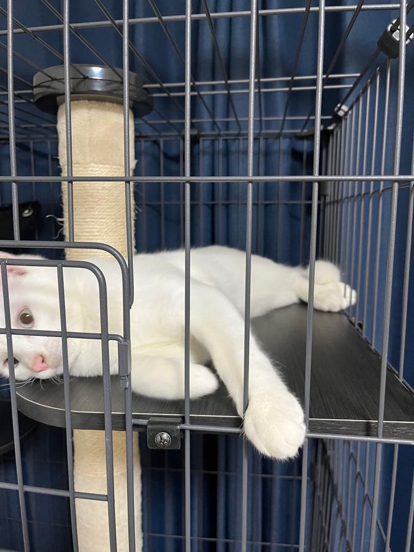 5段タイプ 爪研ぎポール付きキャットケージ 【アイリスオーヤマPCLC-903】