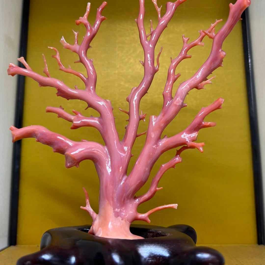 専用　本肉赤珊瑚　ケース付　台込221g 東Y8-0130②トヒトオ