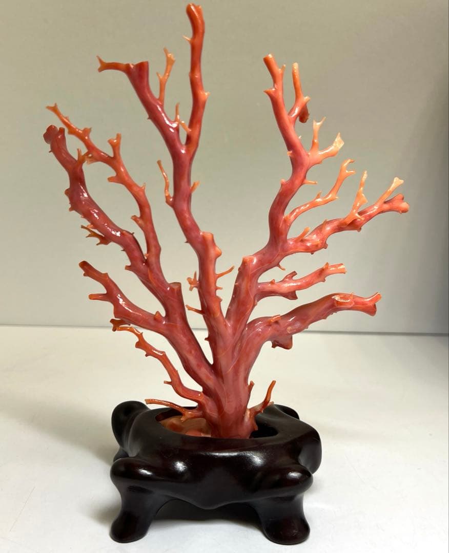 専用　本肉赤珊瑚　ケース付　台込221g 東Y8-0130②トヒトオ