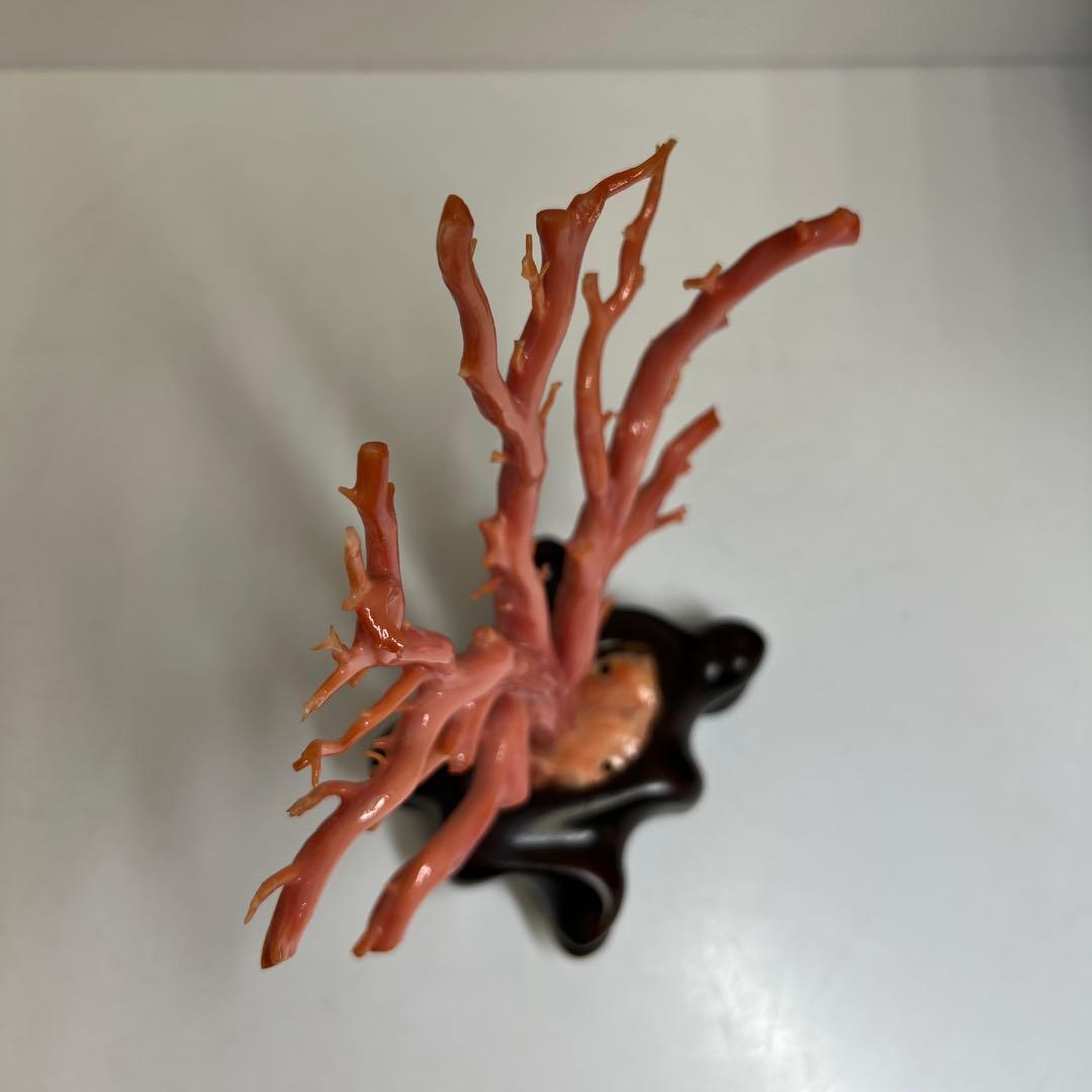専用　本肉赤珊瑚　ケース付　台込221g 東Y8-0130②トヒトオ