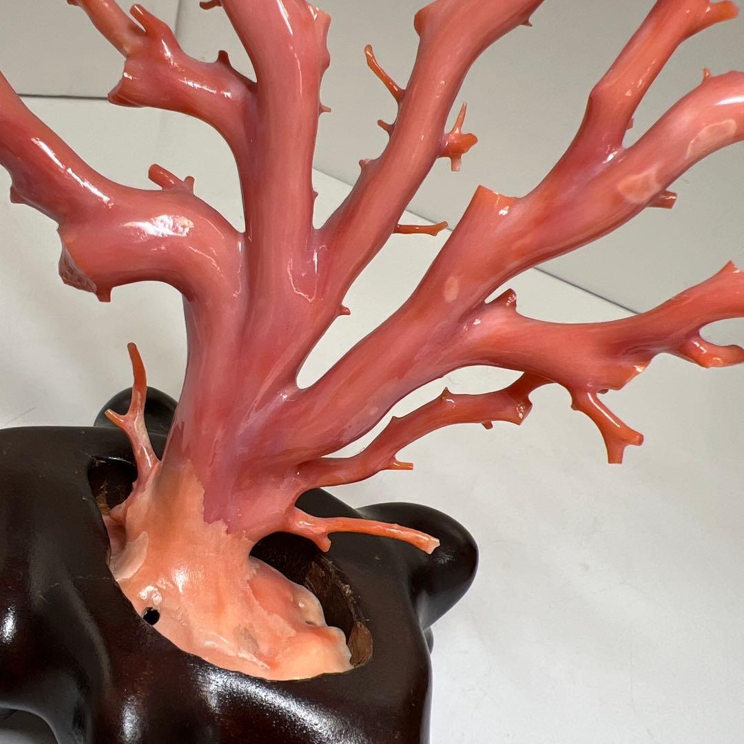 専用　本肉赤珊瑚　ケース付　台込221g 東Y8-0130②トヒトオ