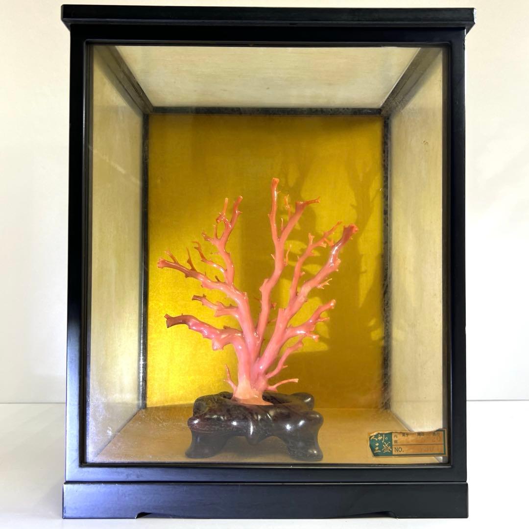 専用　本肉赤珊瑚　ケース付　台込221g 東Y8-0130②トヒトオ