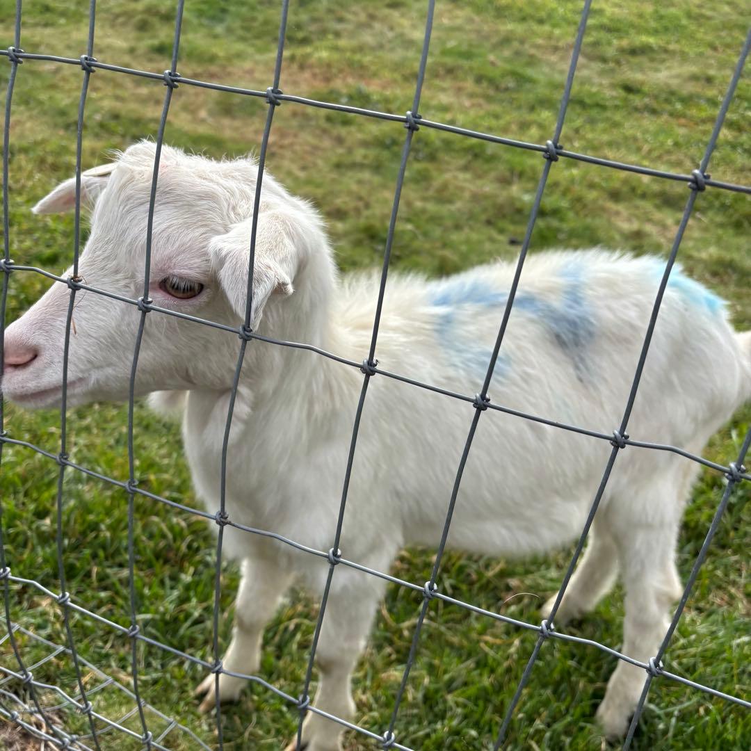 北海道の餅 田から餅 むらさき。玄米。よもぎ 毎年恒例‼️人気‼️紅白餅