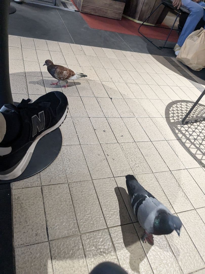 426ブロンズ！タイのお守りプラクルアン猫だキャット！取説付属！幸運&金運UP!