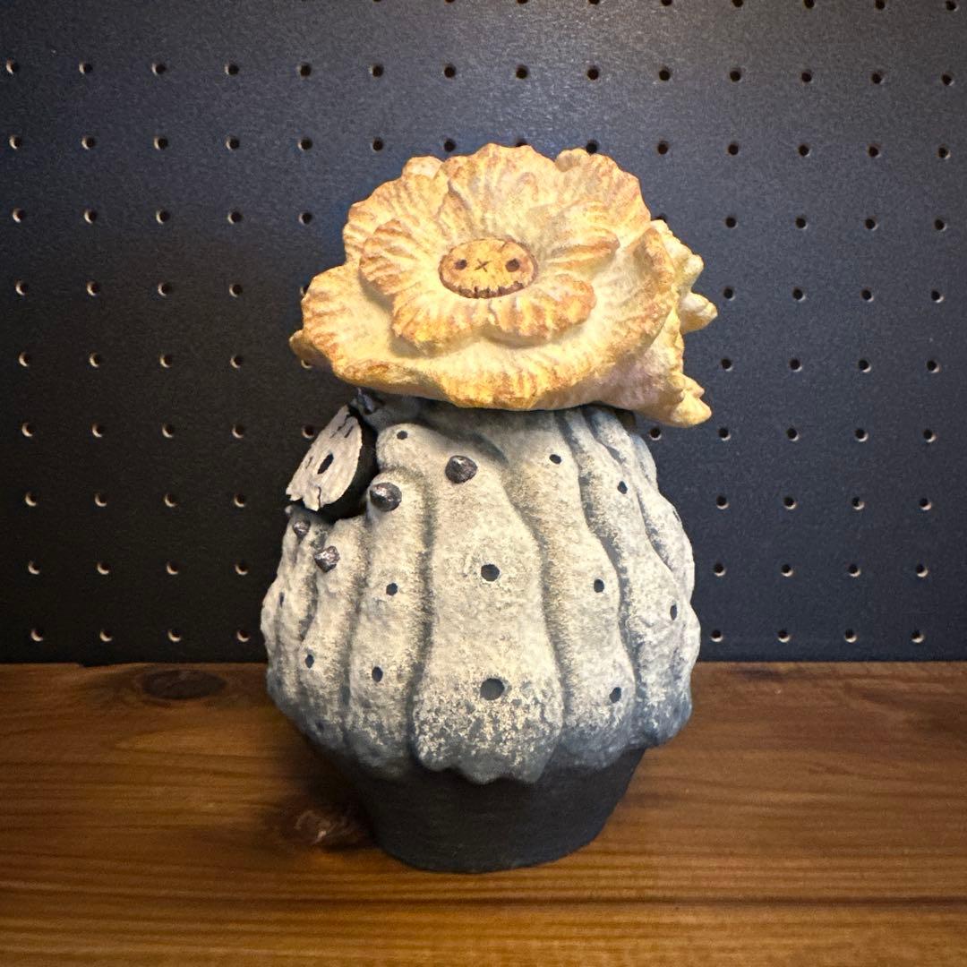 羅本製所 COPIAPOA CINEREA FLOWER SEASON