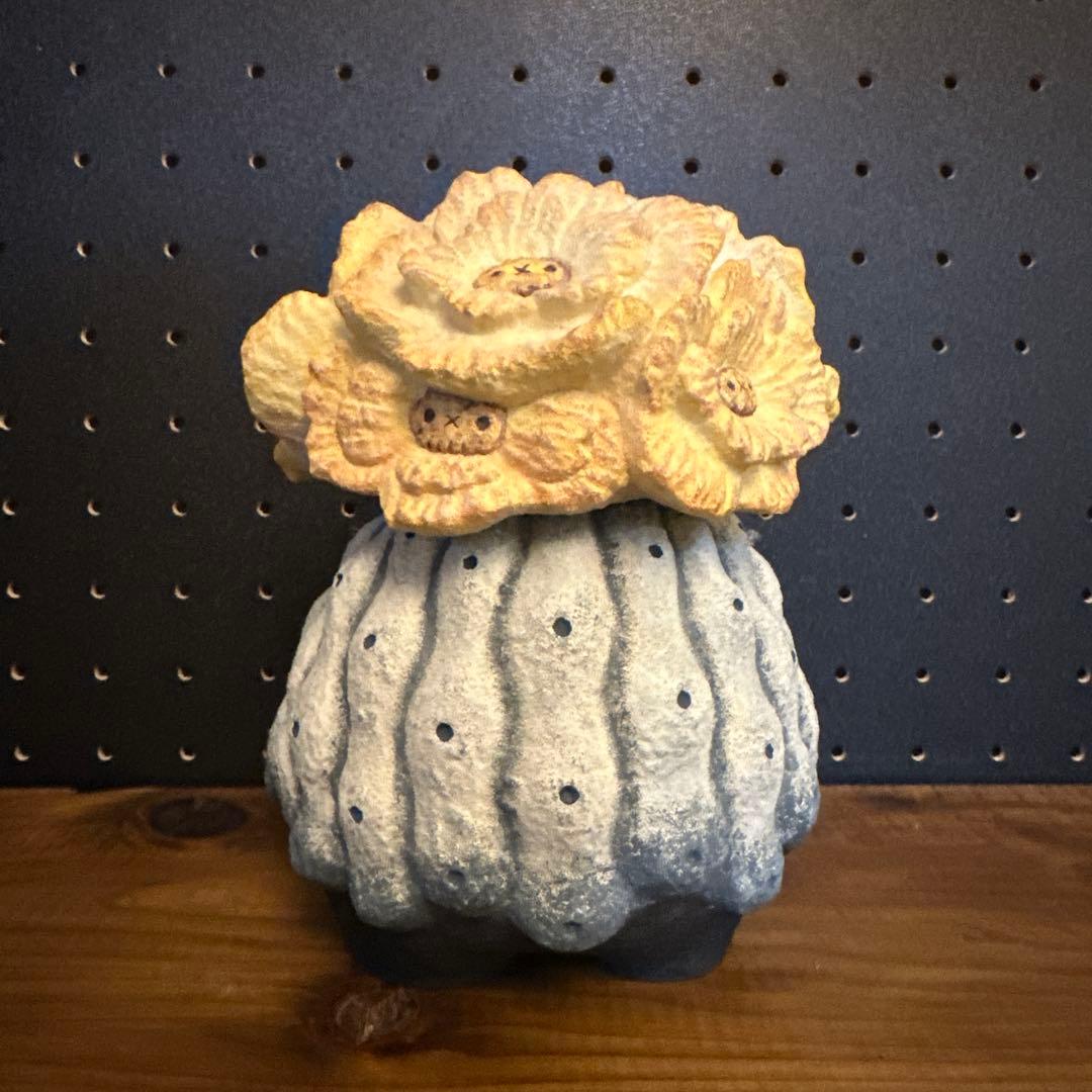 羅本製所 COPIAPOA CINEREA FLOWER SEASON