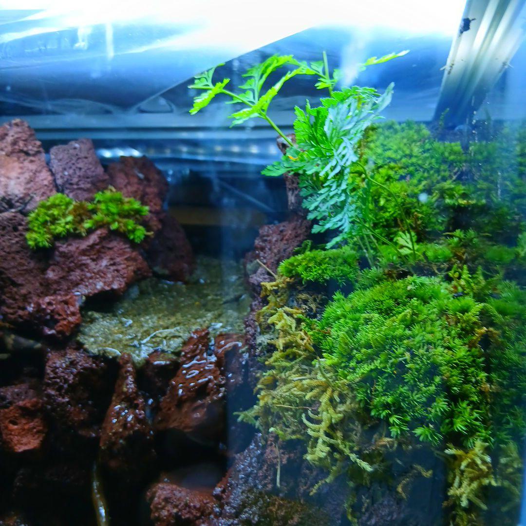 アクアテラリウム水槽 完成品 中型 赤溶岩石レイアウト