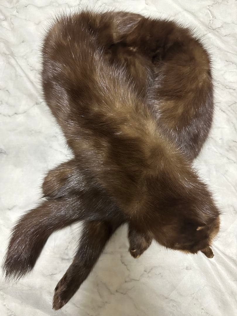 ロシアンセーブル　マフラー　追っかけ