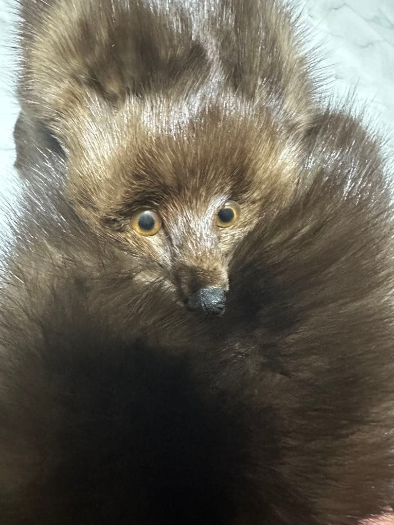 ロシアンセーブル　マフラー　追っかけ