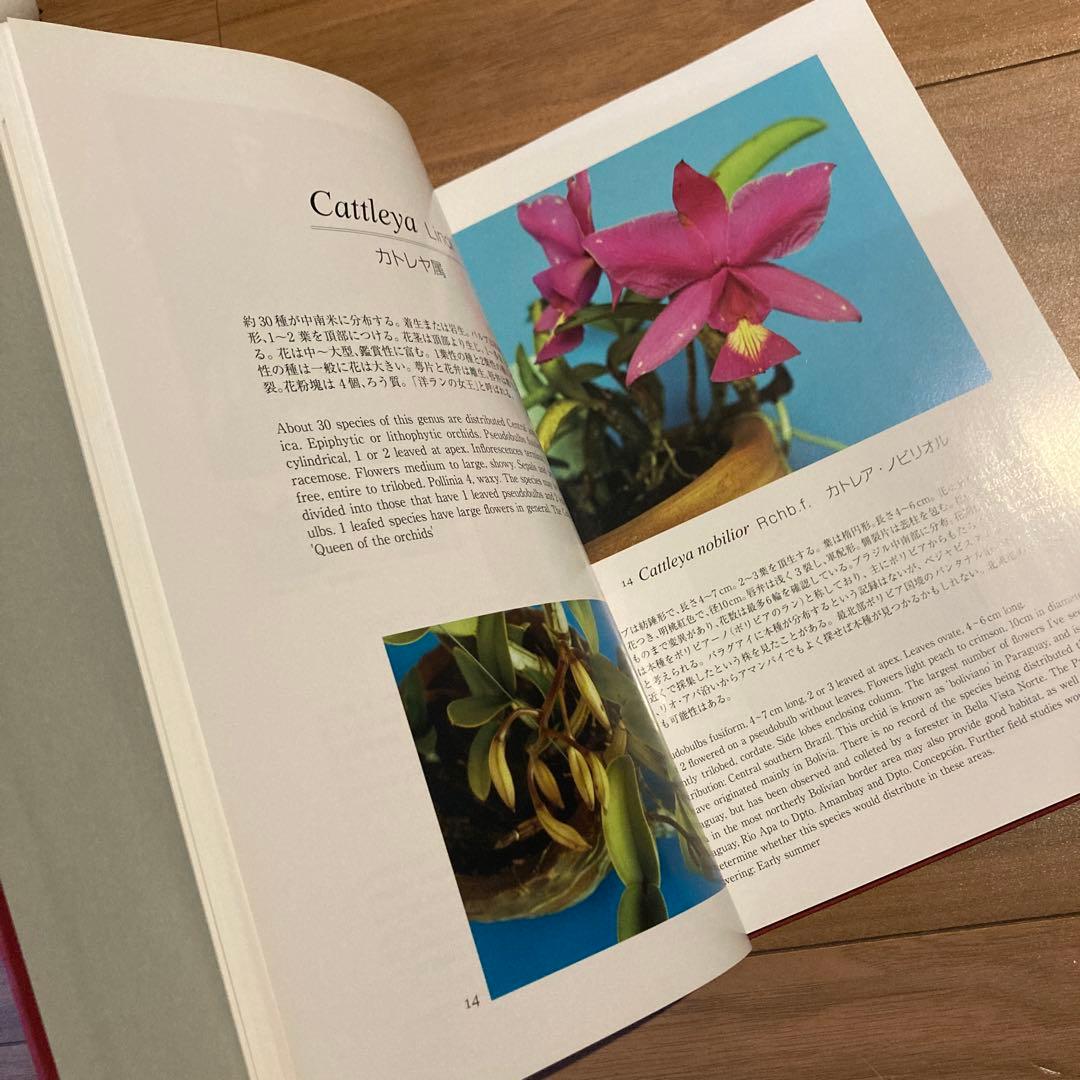 野生ラン 写真集「艶蘭亭 ADELANTE - パラグアイの野生蘭と甲虫」小山貢