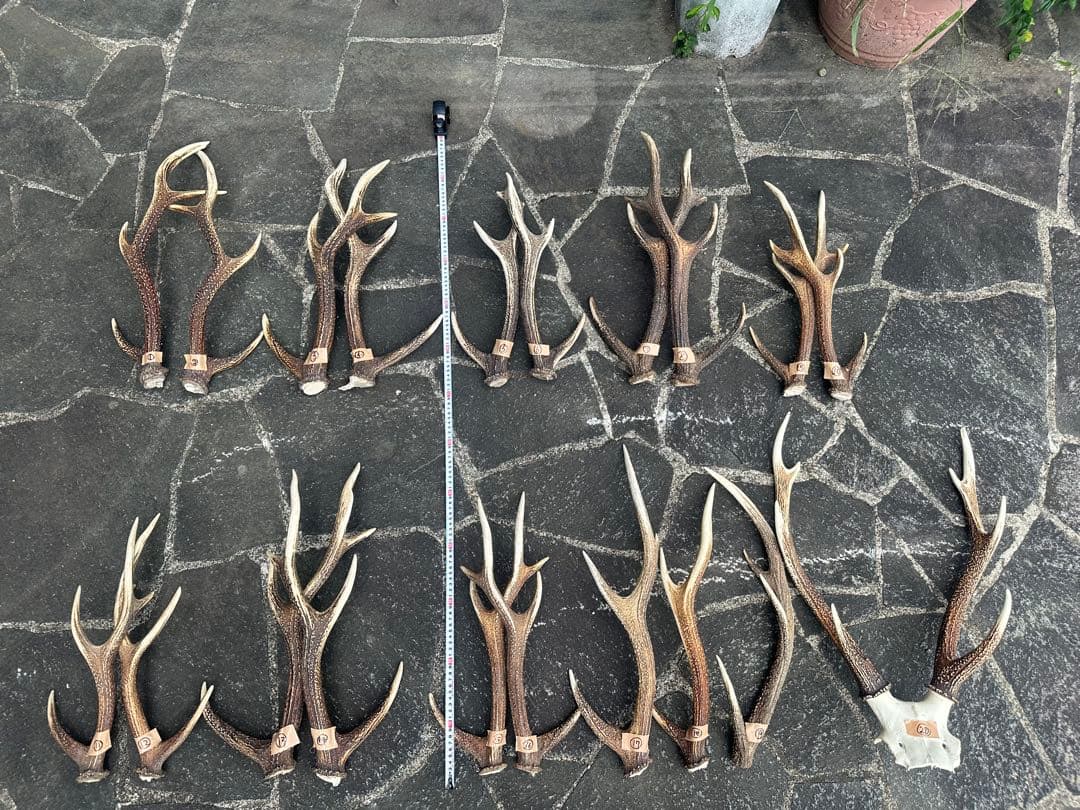 ニホンジカの角 約12kg
