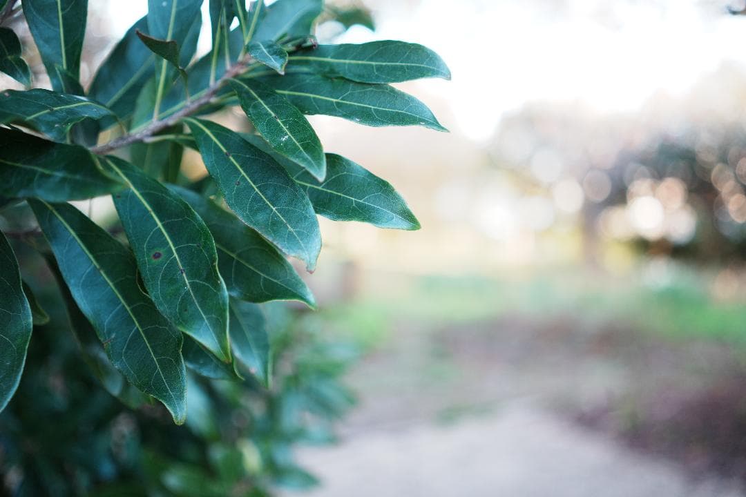 極上Carl Zeiss描写が手軽に SONY SEL35F28ZA