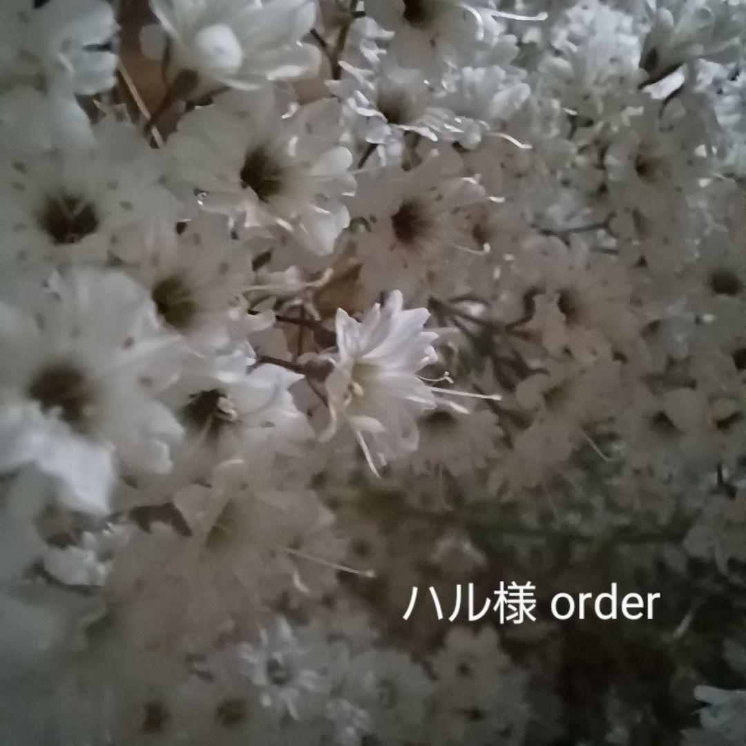 ハル様 【order】ドライフラワー リース