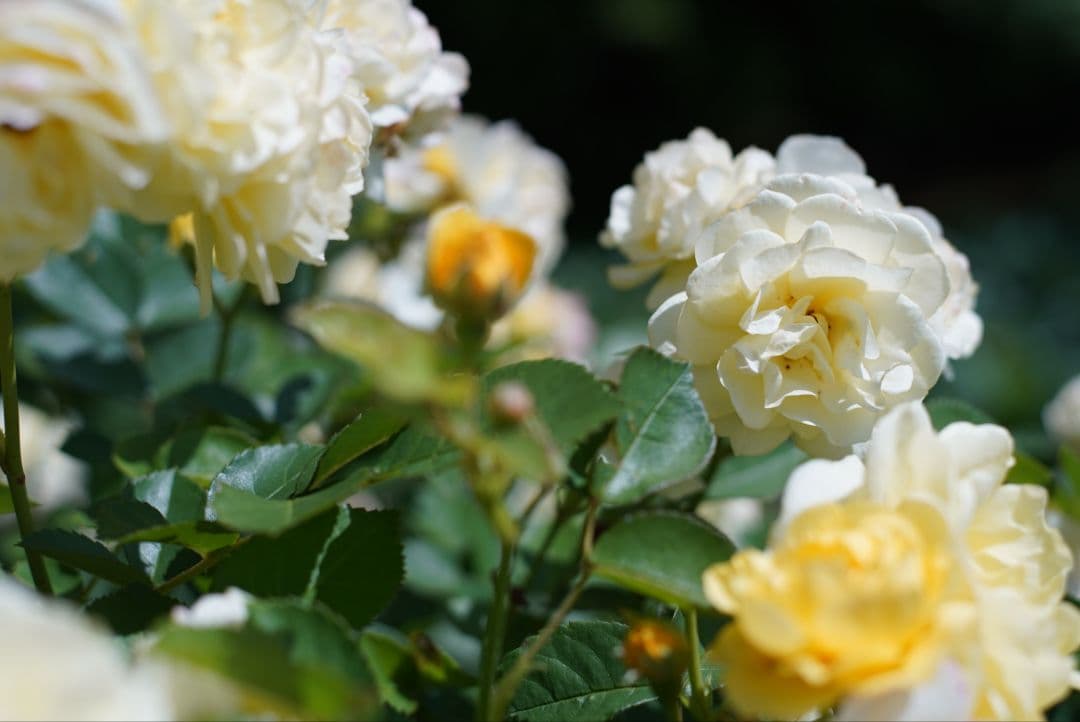 【美品】Nikon Ai 50mm f1.8 シリアルナンバーキリ番