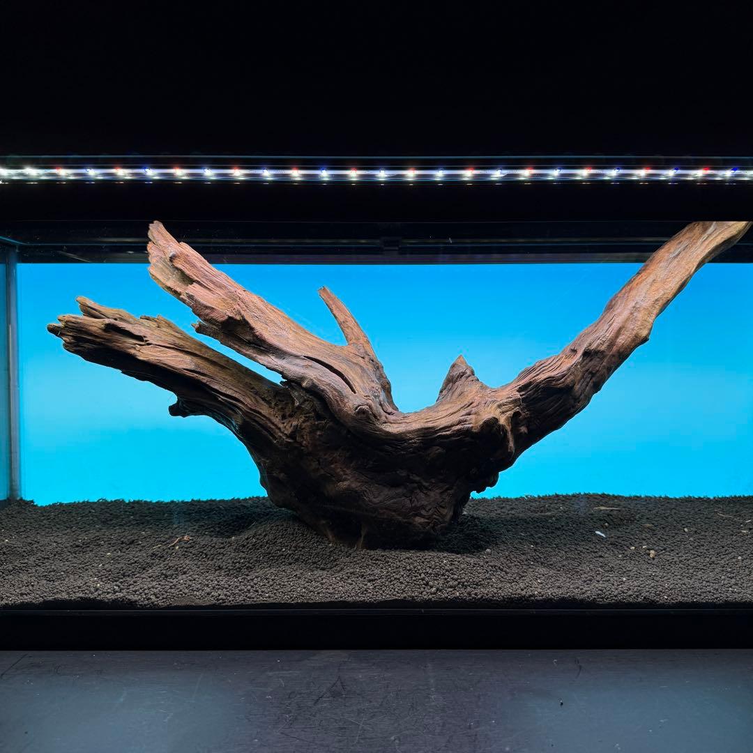 MRW-6797 特大赤系流木　アーチ流木　一点物　90cm水槽用