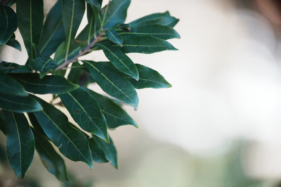 【整備＆テスト済】Canon EF 80-200mm F2.8 L 202