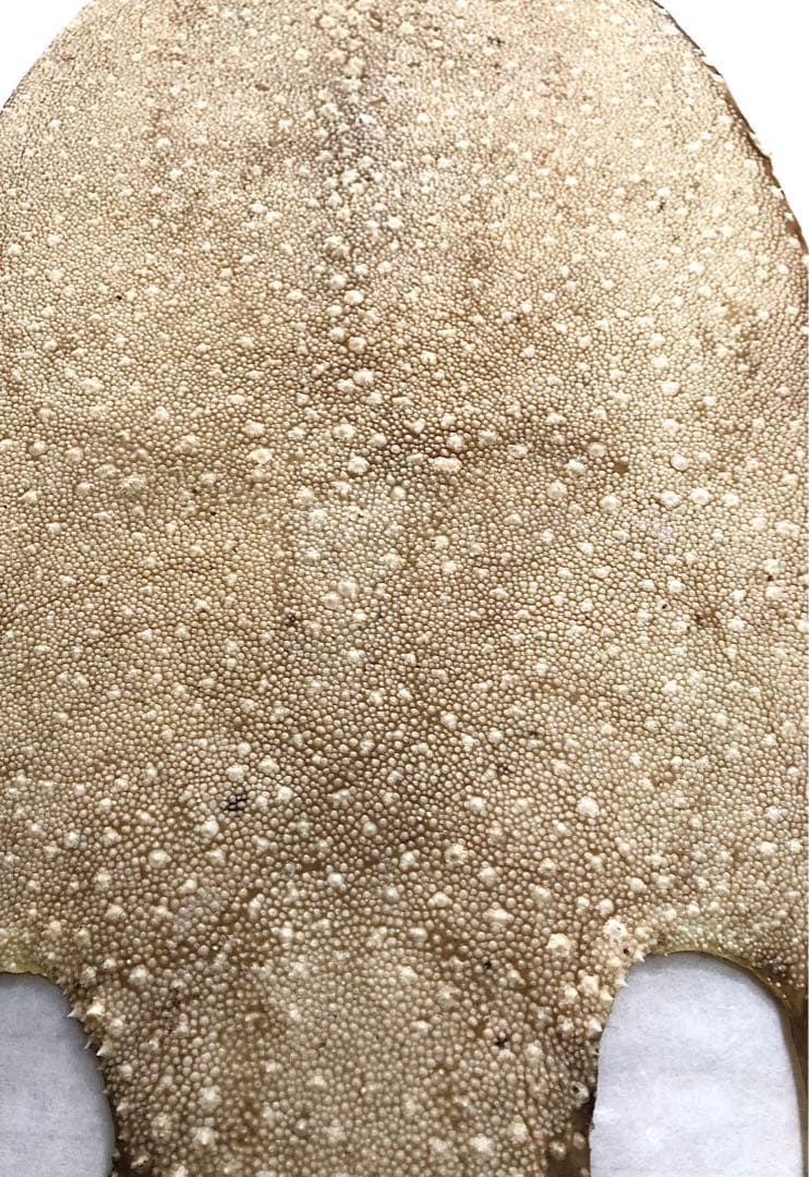 【希少】鮫皮　【梅花皮】