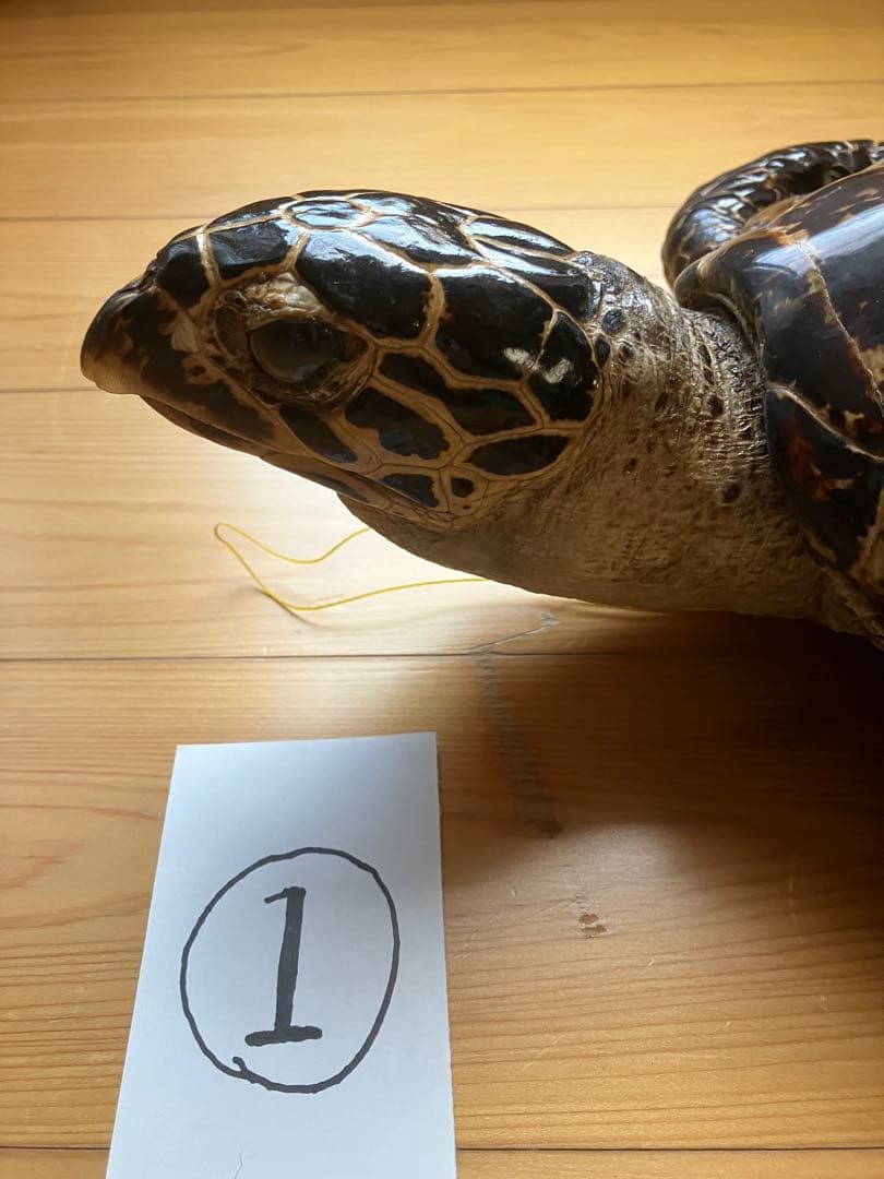 タイマイ　ウミガメ 剥製　2体 国際希少野生動植物種登録票あり