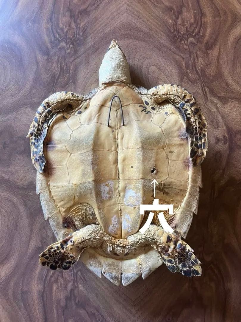 タイマイ　ウミガメ 剥製　2体 国際希少野生動植物種登録票あり