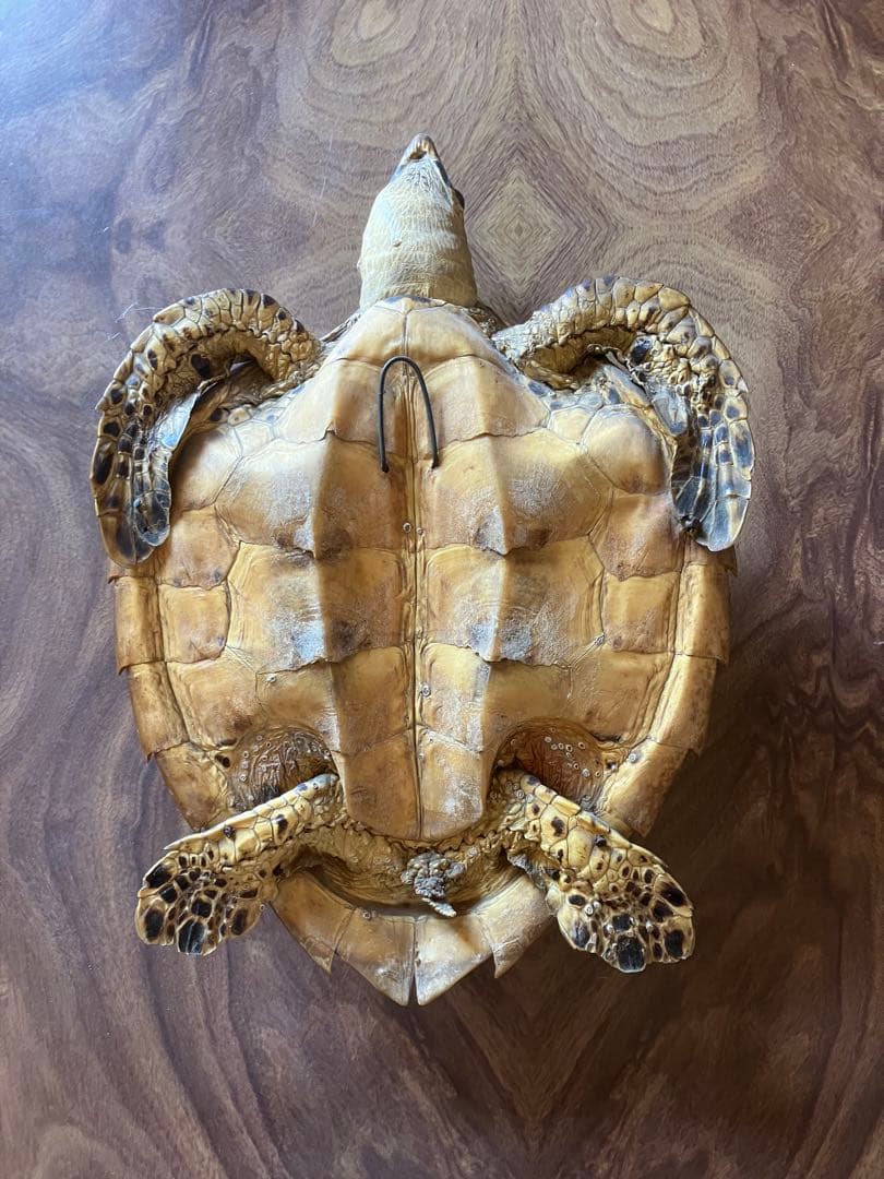 タイマイ　ウミガメ 剥製　2体 国際希少野生動植物種登録票あり