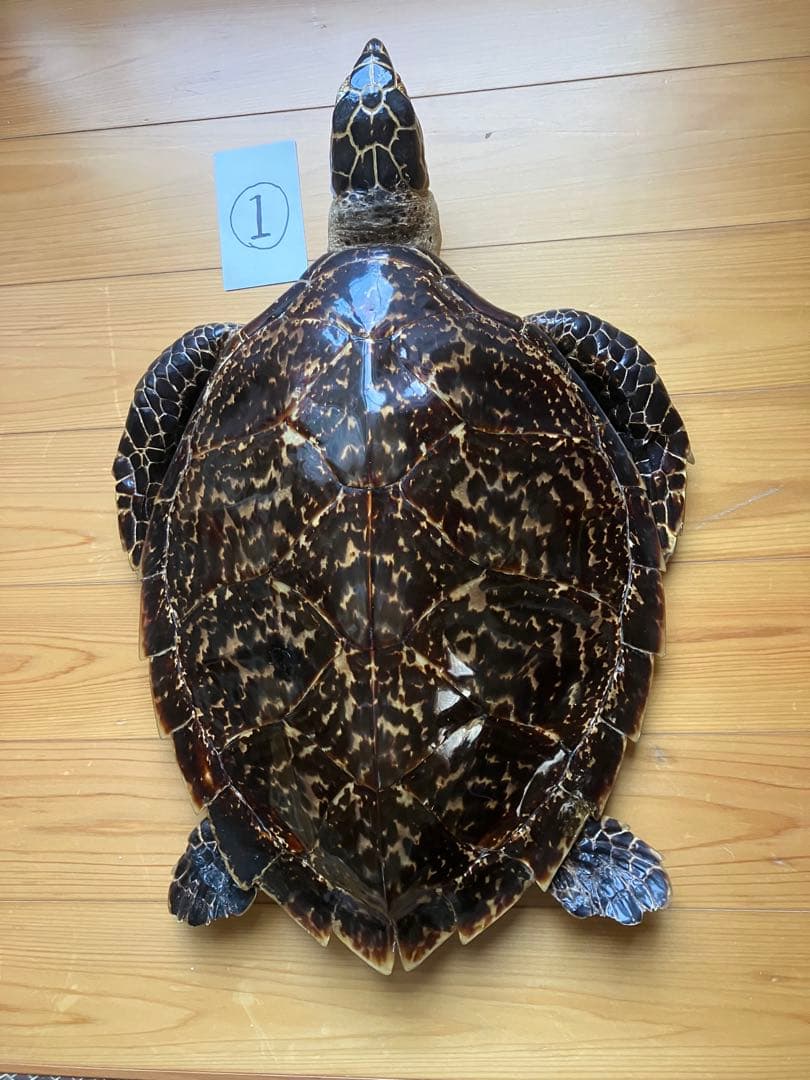 タイマイ　ウミガメ 剥製　2体 国際希少野生動植物種登録票あり