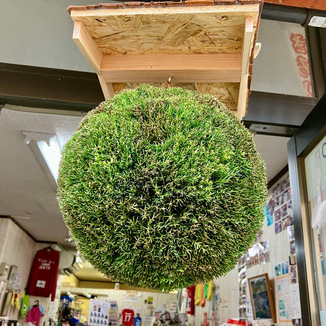 杉玉【屋根付き】③