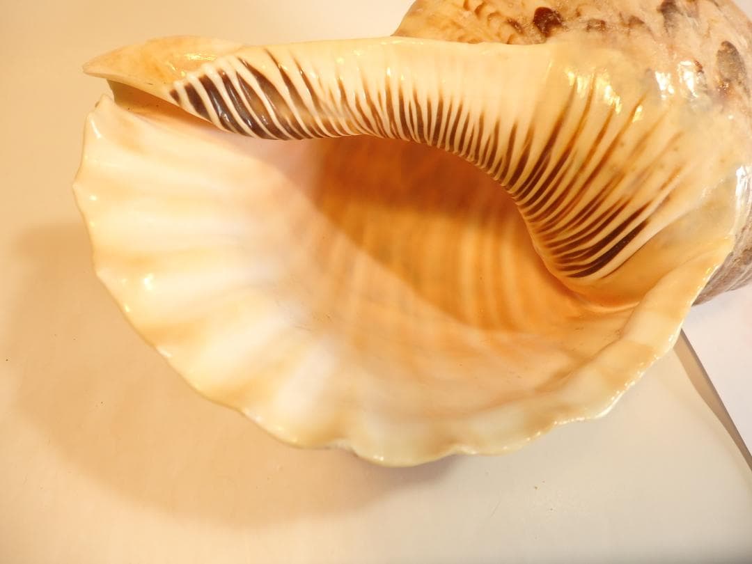 法螺貝 約41㎝ 木製歌口,新品 MH-467