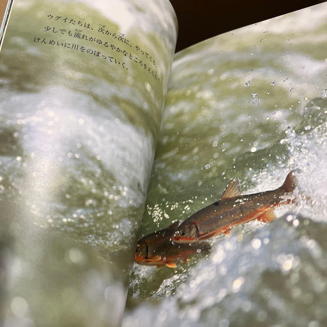 たくさんのふしぎ 40冊セットB まとめ売り