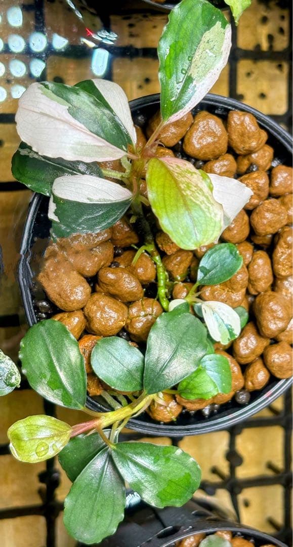 Bucephalandra sp. Variegata③