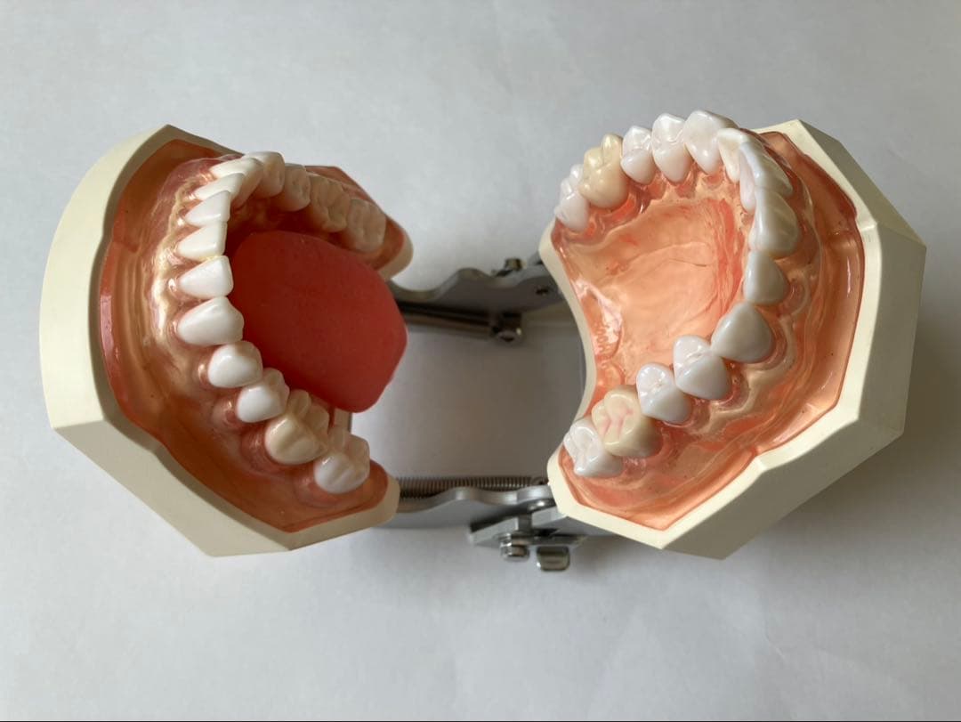 NISSIN 顎模型 舌 歯 歯科衛生士