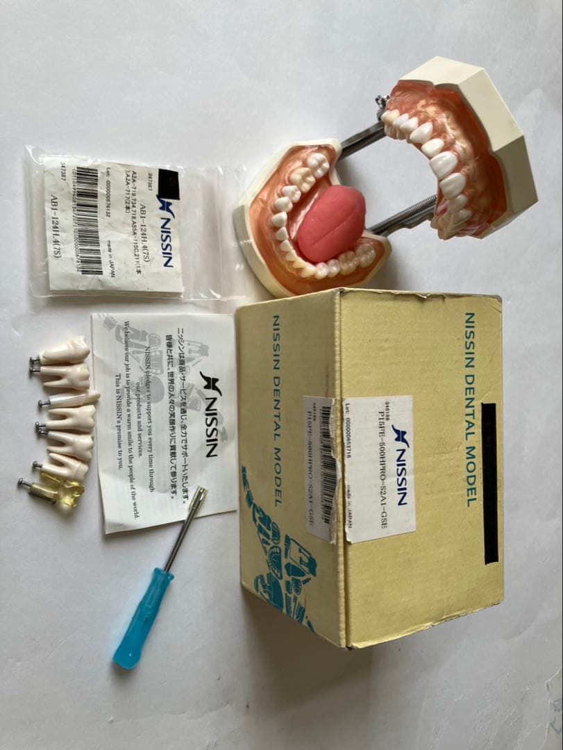 NISSIN 顎模型 舌 歯 歯科衛生士