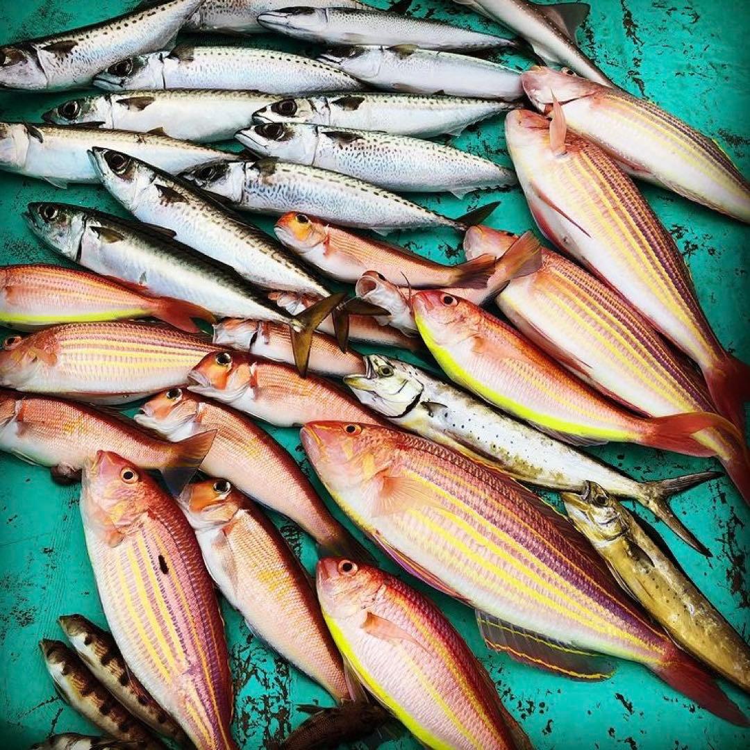 甘鯛延縄　新品　6枚セット　AZUY