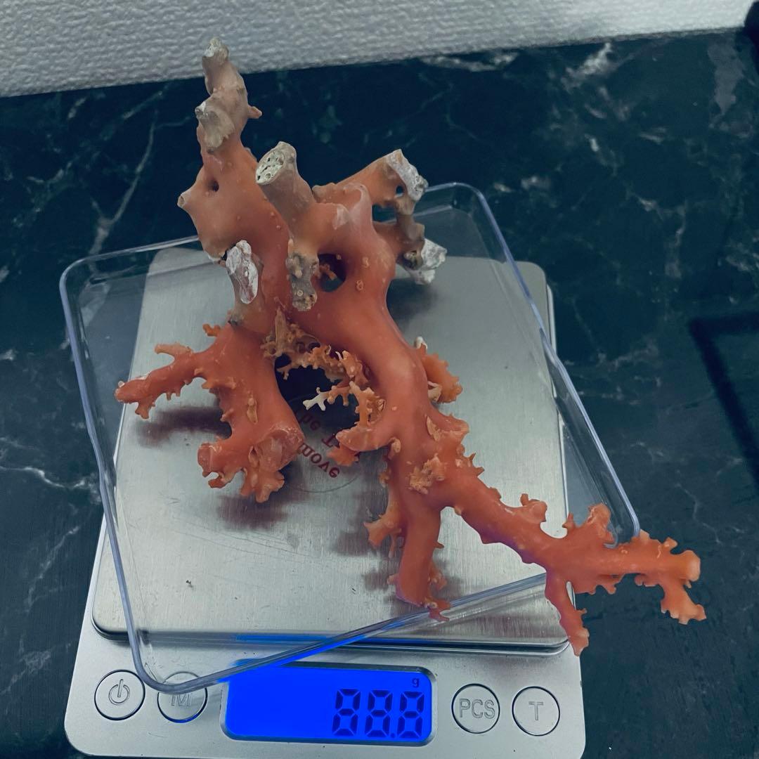 本珊瑚　珊瑚原木　桃珊瑚　赤サンゴ　置物　宝石珊瑚　ルース　重さ88.8g