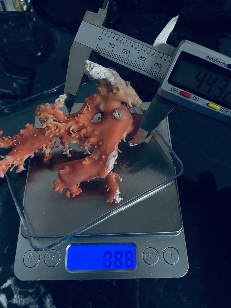 本珊瑚　珊瑚原木　桃珊瑚　赤サンゴ　置物　宝石珊瑚　ルース　重さ88.8g