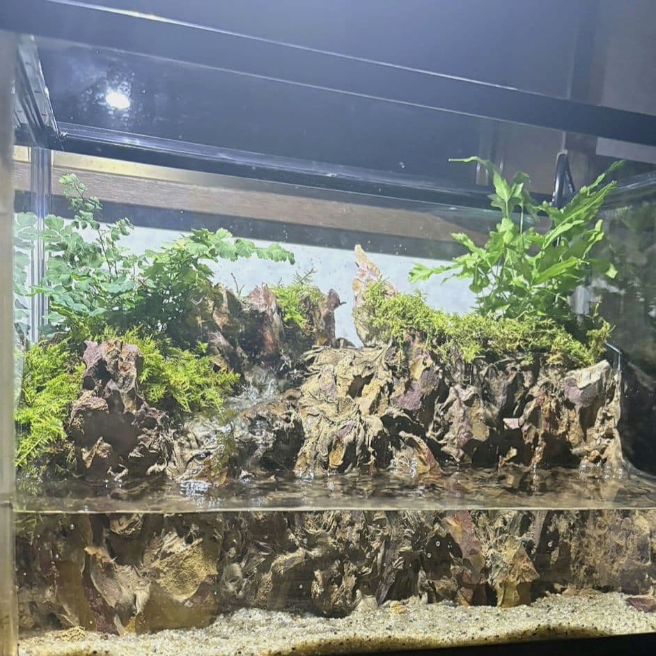 滝の流れるアクアテラリウム　イモリウム　No.1140