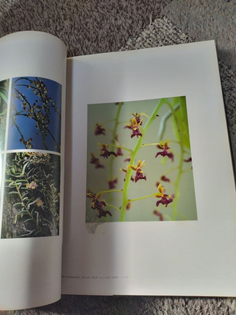世界の野生蘭ORCHIDATLAS VOL.8 Dr.KOJI KARASAWA