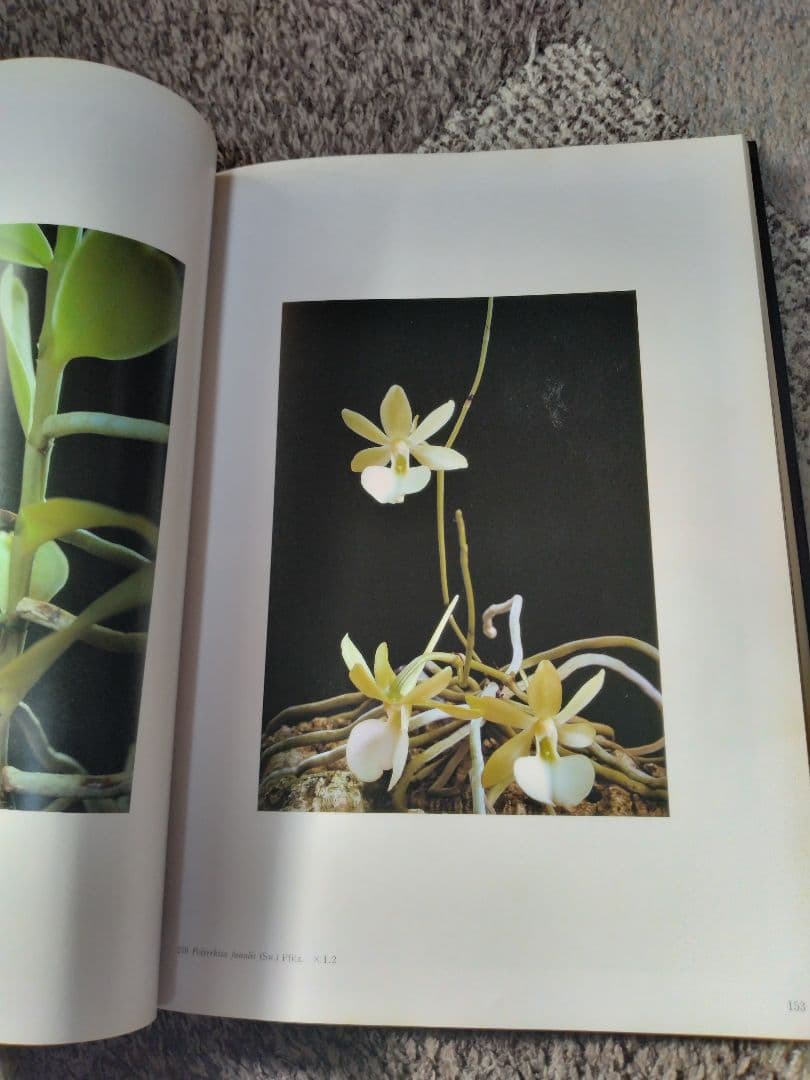 世界の野生蘭ORCHIDATLAS VOL.8 Dr.KOJI KARASAWA