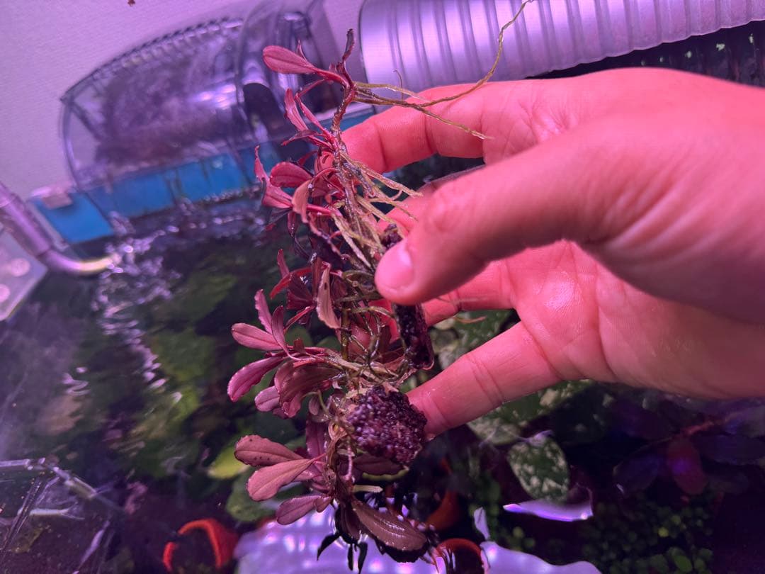 は*る様 ブセファランドラ Neo 2015 ― 大株　群生株　15株程度