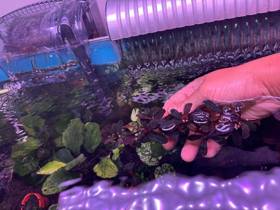 は*る様 ブセファランドラ Neo 2015 ― 大株　群生株　15株程度