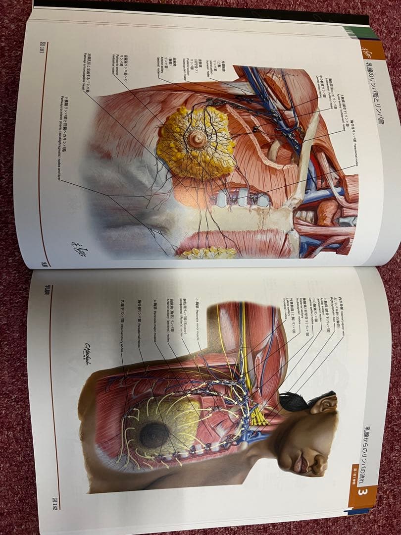 [値下げ]「ネッター解剖学アトラス[電子書籍付](原書第6版)」