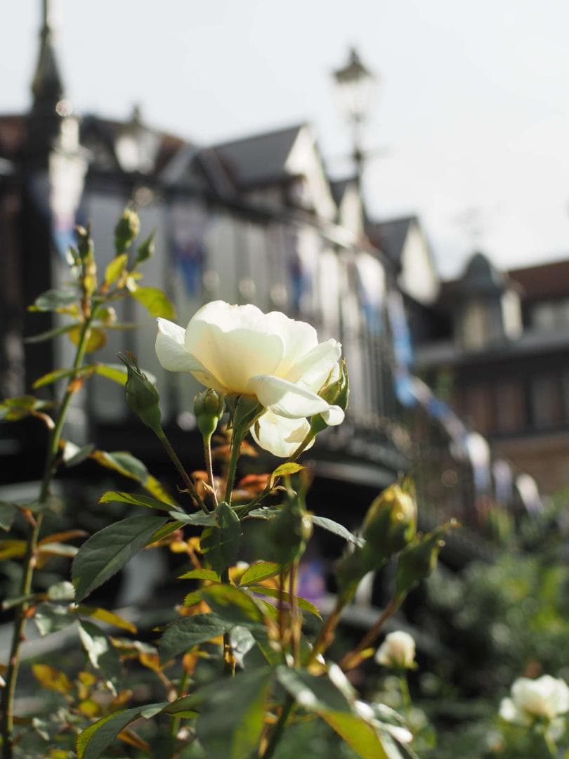 【オールドレンズ】NIKKOR 28mm f/2.8 単焦点