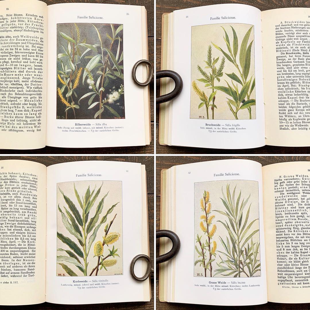 [1923年]ドイツの古い植物図鑑/植物画 ボタニカルアート 雰囲気◎/