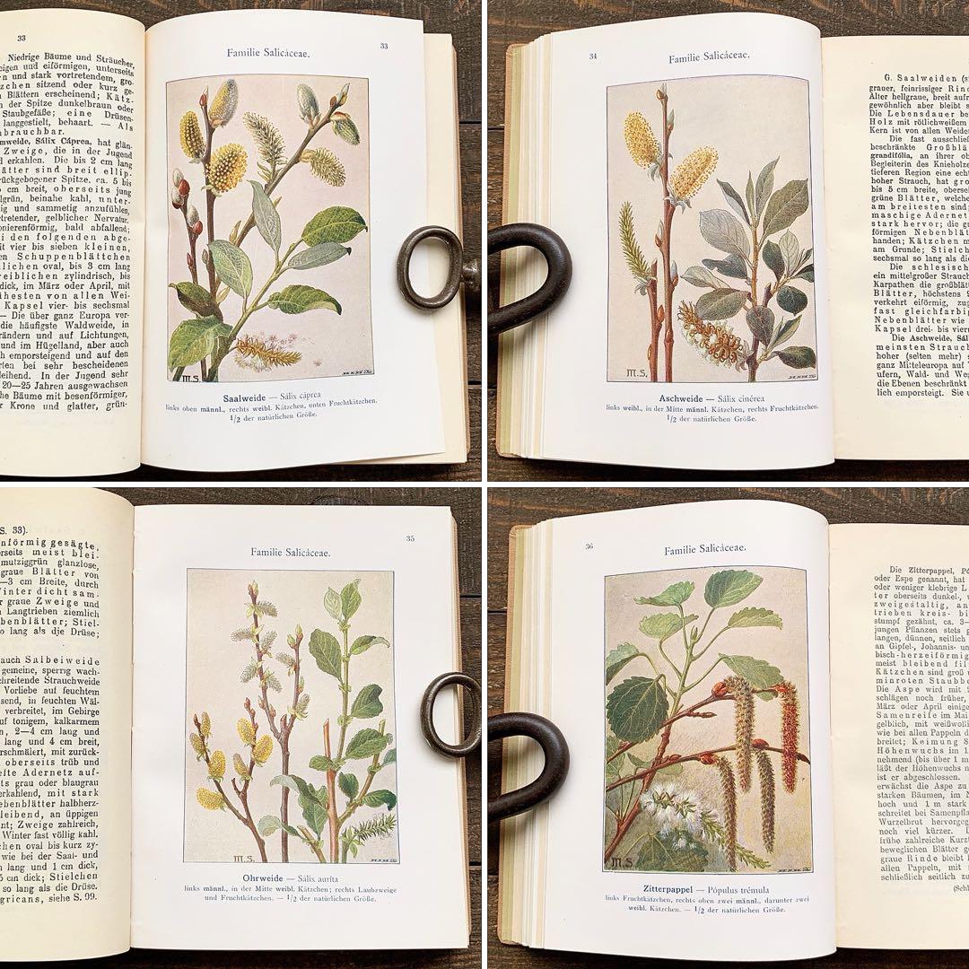 [1923年]ドイツの古い植物図鑑/植物画 ボタニカルアート 雰囲気◎/