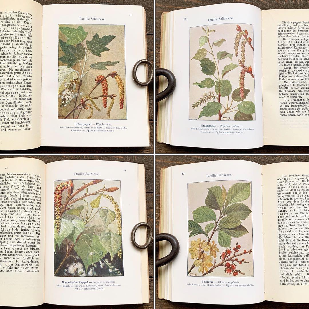 [1923年]ドイツの古い植物図鑑/植物画 ボタニカルアート 雰囲気◎/