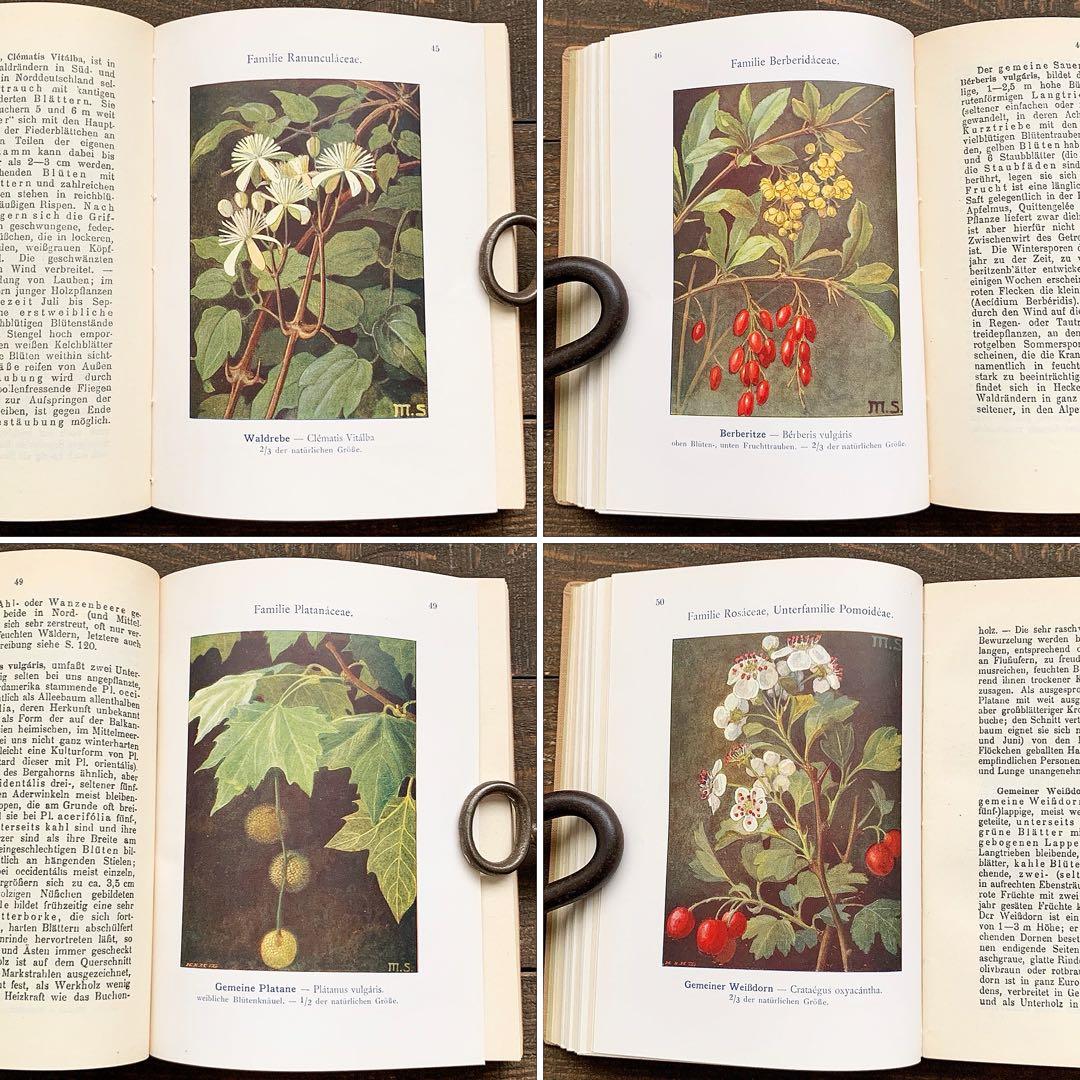 [1923年]ドイツの古い植物図鑑/植物画 ボタニカルアート 雰囲気◎/